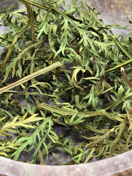 Artemisia Annua